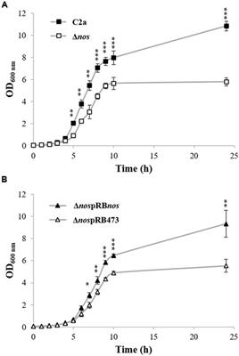 Evidence for Nitric Oxide Synthase Activity in Staphylococcus xylosus Mediating Nitrosoheme Formation